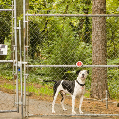 Types of dog fences and their benefits