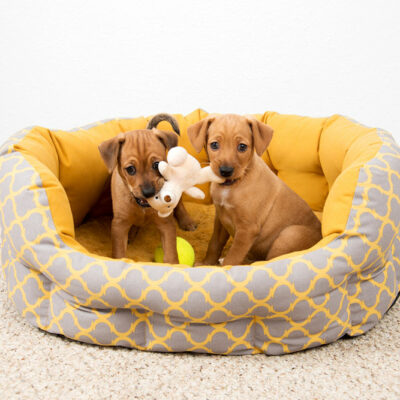 9 benefits of getting dogs a good bed